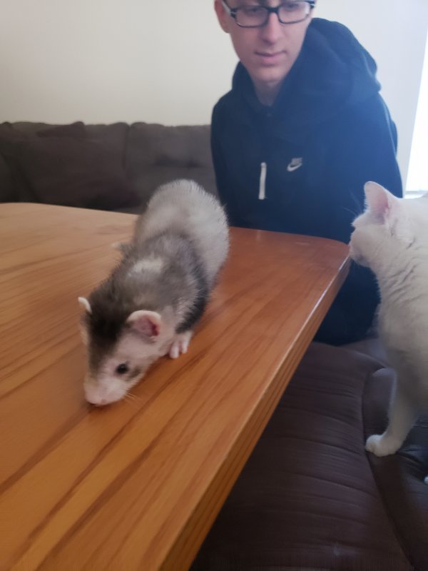 ferret 2.jpg