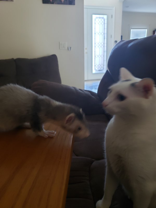 ferret 3.jpg