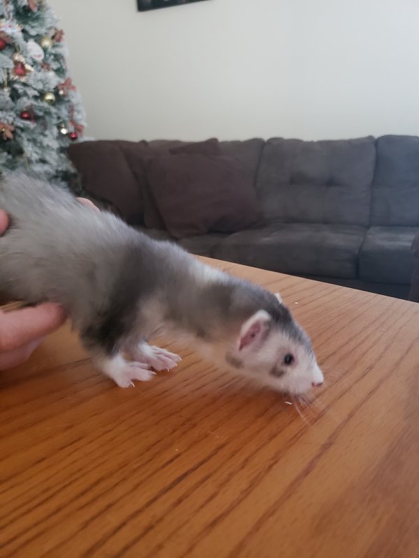 ferret 4.jpg