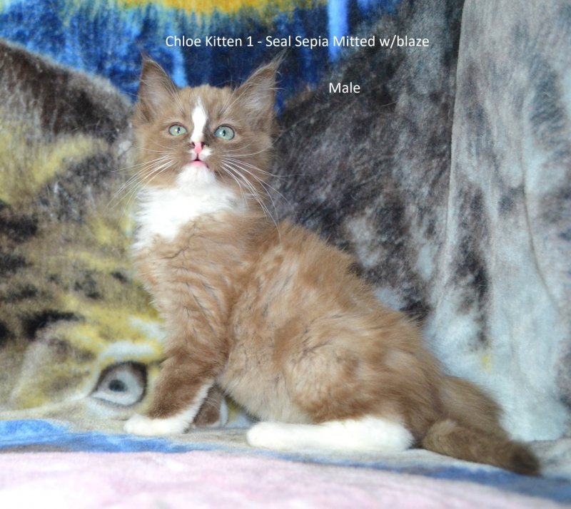 Kitten1 (8).jpg