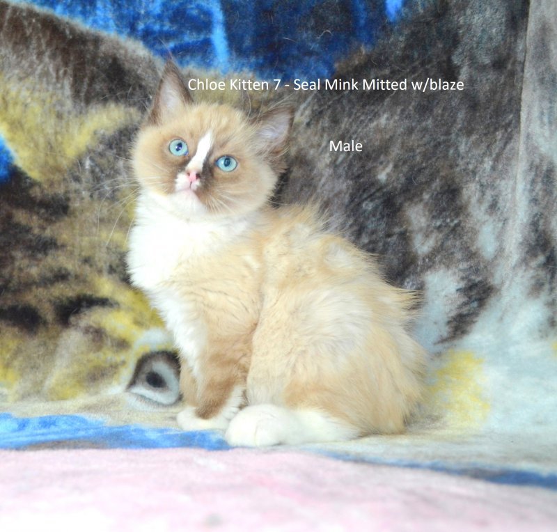 Kitten7 (8).jpg