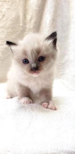 kitten 1 male.jpg
