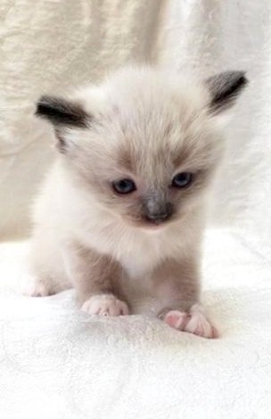 kitten 2 male.jpg