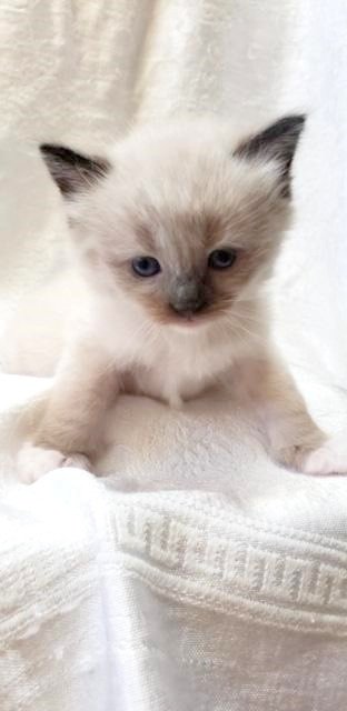 kitten 3 male.jpg