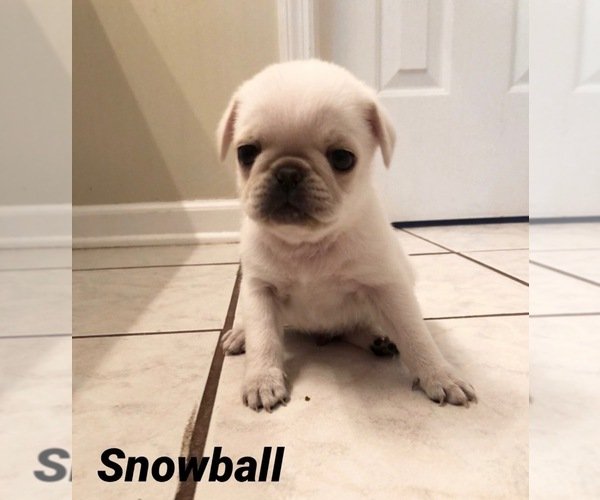 3 White Pug Puppies for Sale Near Charleston, South Carolina