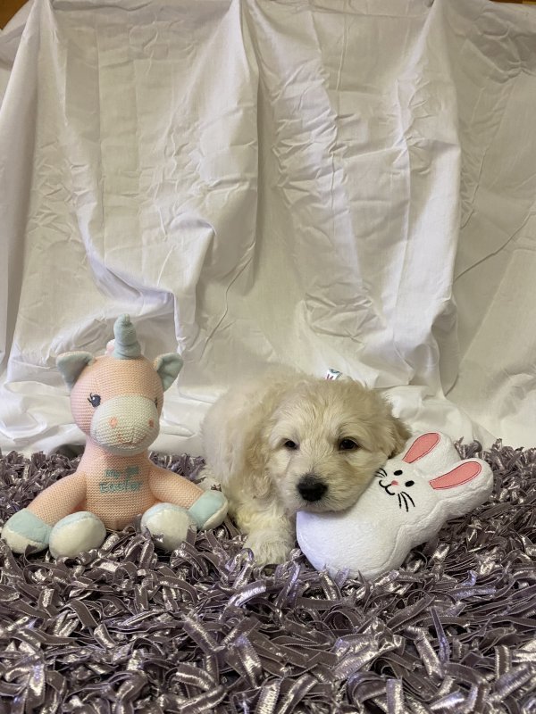 Goldendoodle puppies5.JPG