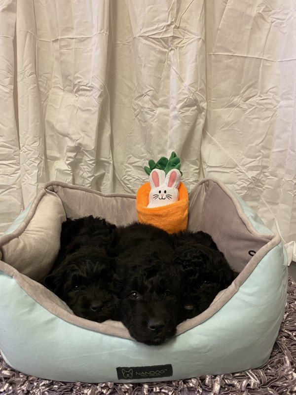 Goldendoodle puppies7.JPG