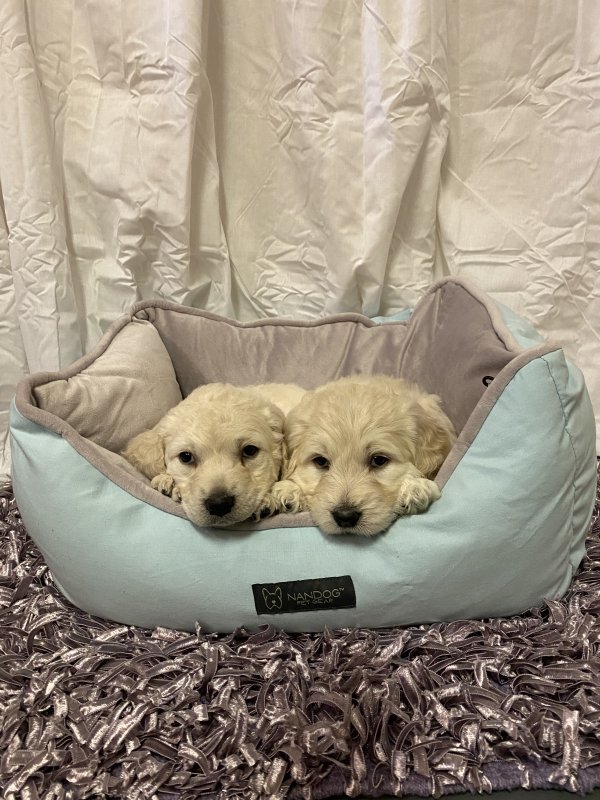 Goldendoodle puppies9.JPG