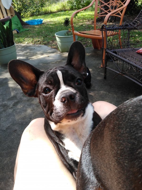Handsome Male Frenchton Puppy for Sale in Orlando, Florida