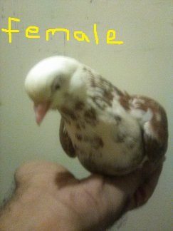 bird 7.jpg