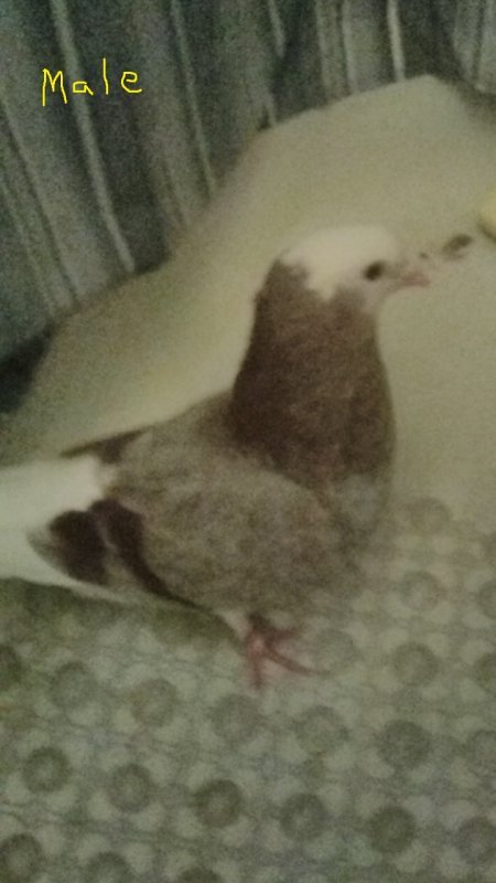 bird 9.jpg bird 9.jpg