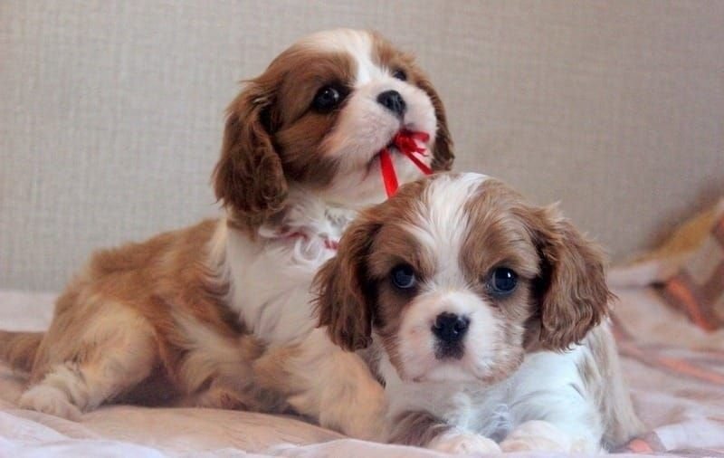 1 cavalier-king-charles-puppies-5e1d618f1631b.jpg
