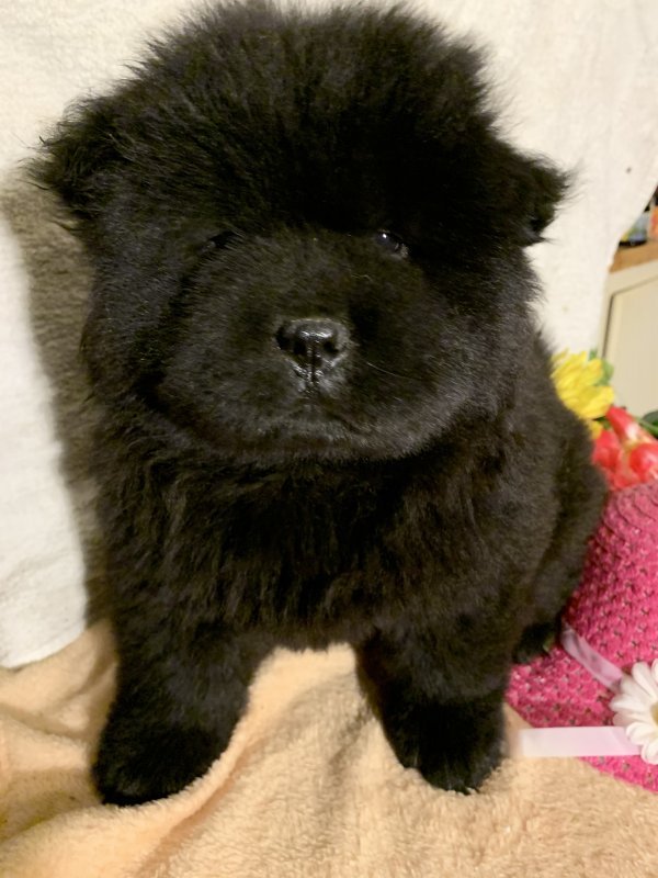 Black Male AKC Chow Chow Puppy for Sale