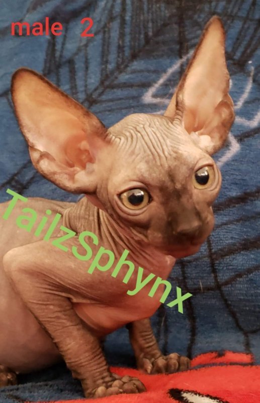 received_2690064901225343.jpeg