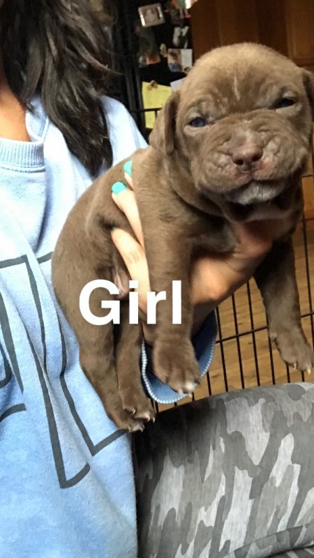 Pitbull Puppies for Sale in Bloomingdale, New Jersey