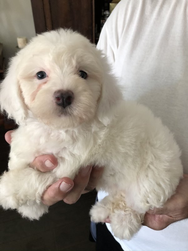 Bichon Frise Female for Sale in Dallas, Texas