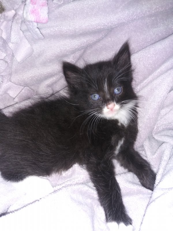 Maine Coon Kittens for Sale in Washington
