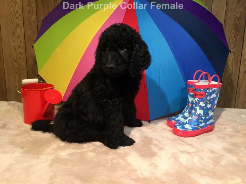 Dark Purple 7 Week.jpg Dark Purple 7 Week.jpg