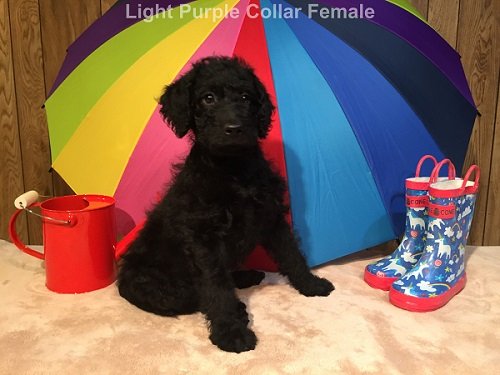 Light Purple 7 Week.JPG Light Purple 7 Week.JPG
