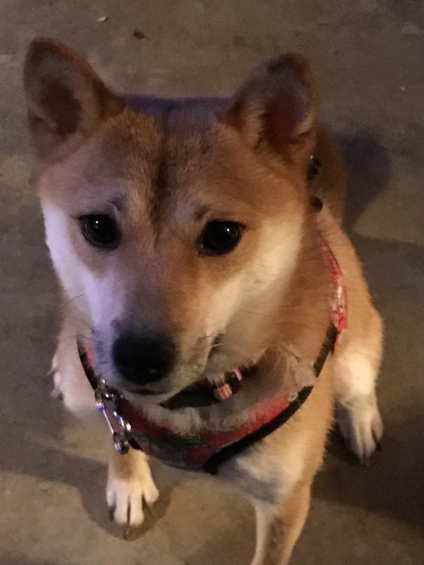 Eevee.jpg