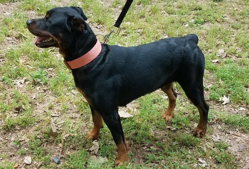 CKC Registered Rottweiler Puppies