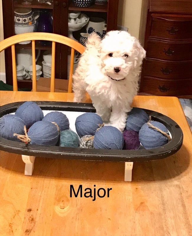 Major 1.jpg