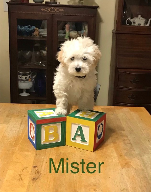 Mister 1.jpeg