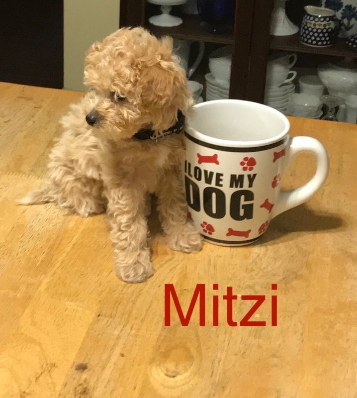 Mitzi 1.jpeg