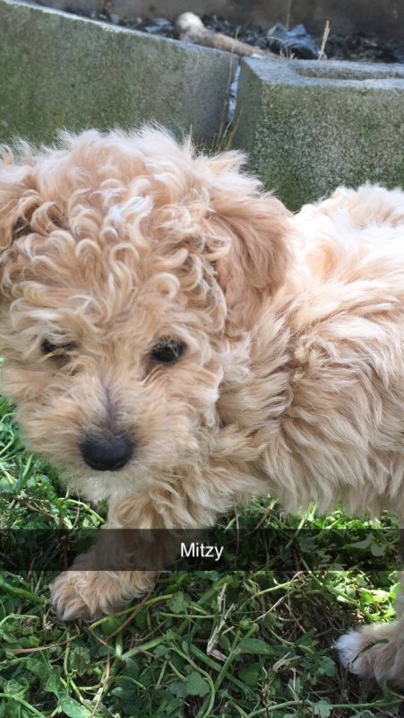 Mitzy.jpg
