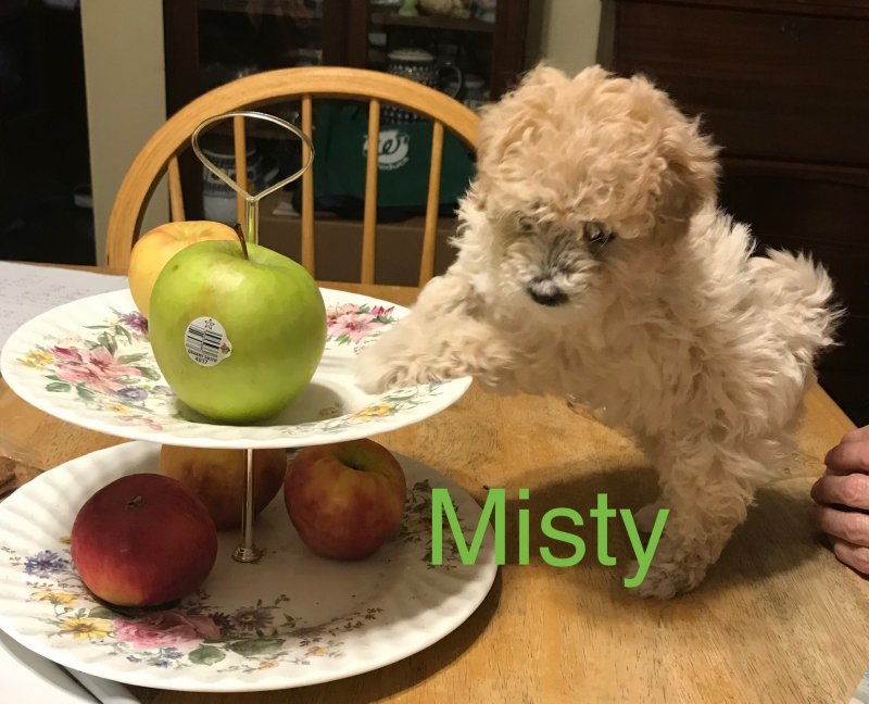 Misty 1.jpeg
