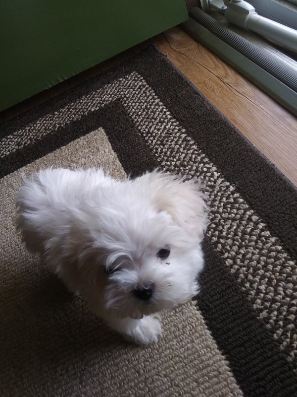 Maltese Male Puppy for Sale in Harrison, Arkansas