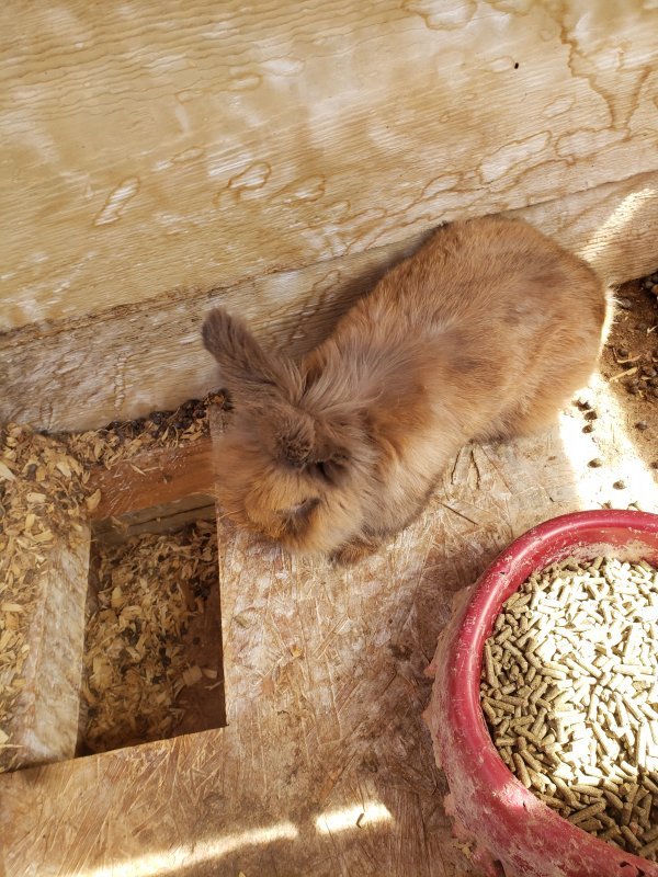 3 Lionhead/Lopear Rabbits for Sale in Colorado Springs