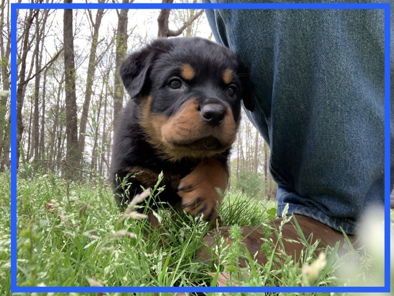 CKC Registered Rottweiler Puppies