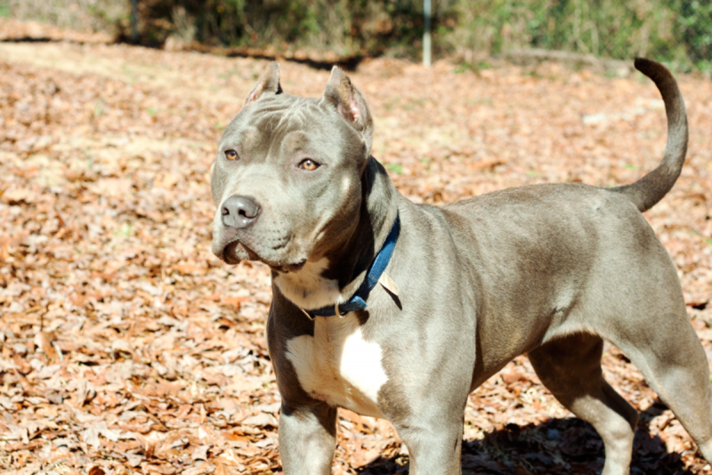 UKC Blue Female American Bully for Sale! Never Bred / Tri Carrier