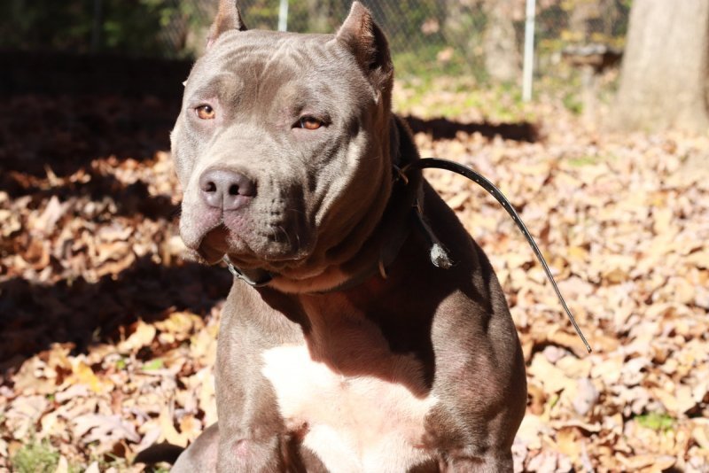 UKC Blue Female American Bully for Sale! Never Bred / Tri Carrier