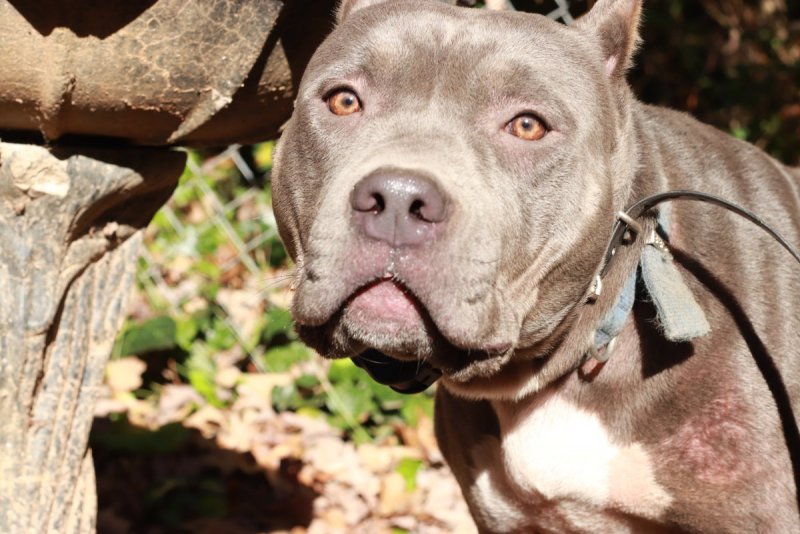 UKC Blue Female American Bully for Sale! Never Bred / Tri Carrier