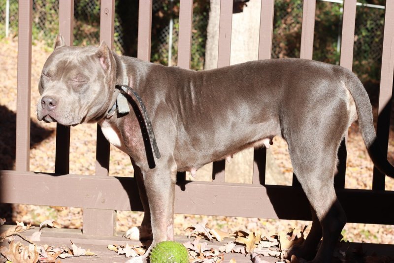 UKC Blue Female American Bully for Sale! Never Bred / Tri Carrier