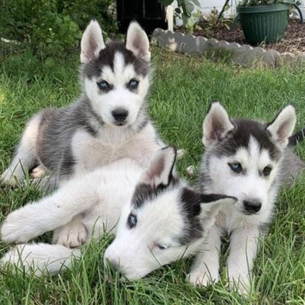 Siberian Husky 1.jpg