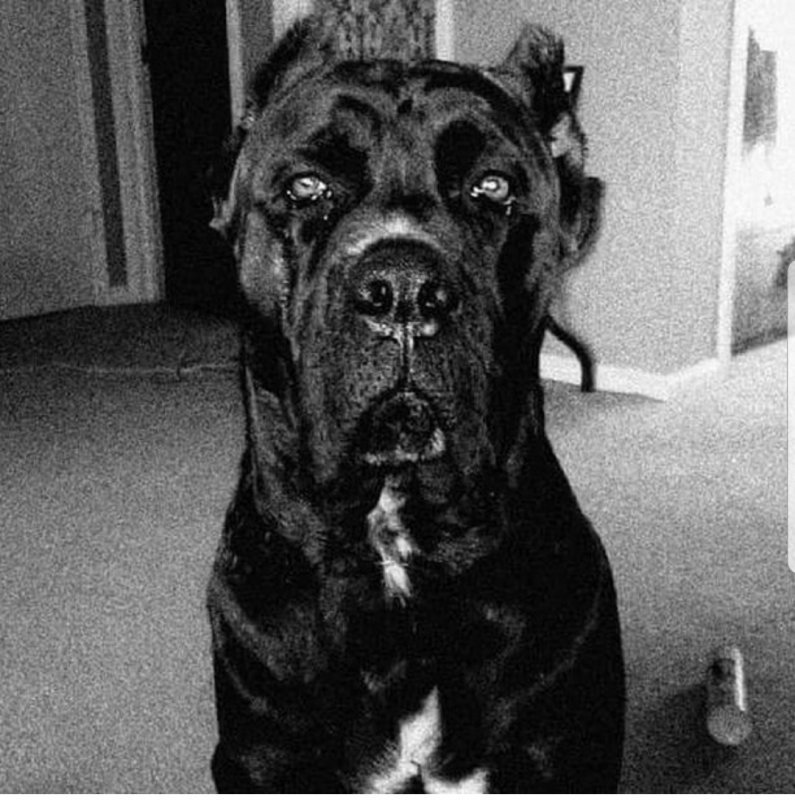 Cane Corso (Italian Mastiffs) for Sale in Tampa, Florida