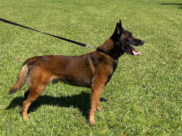 larco-avisa-k9-belgian-malinois-dog-protectio.jpeg
