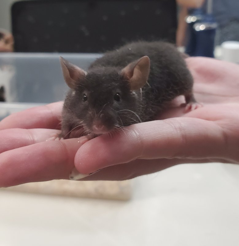 mouse1.jpg