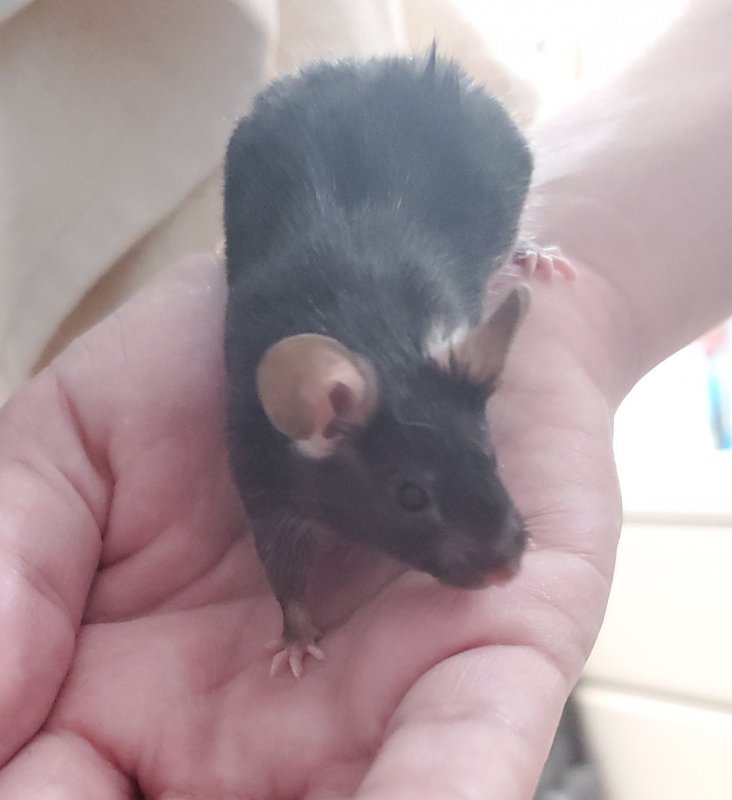 mouse2.jpg