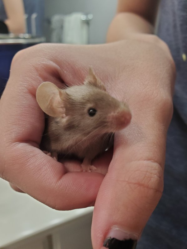 mouse3.jpg
