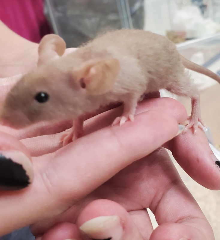 mouse4.jpg