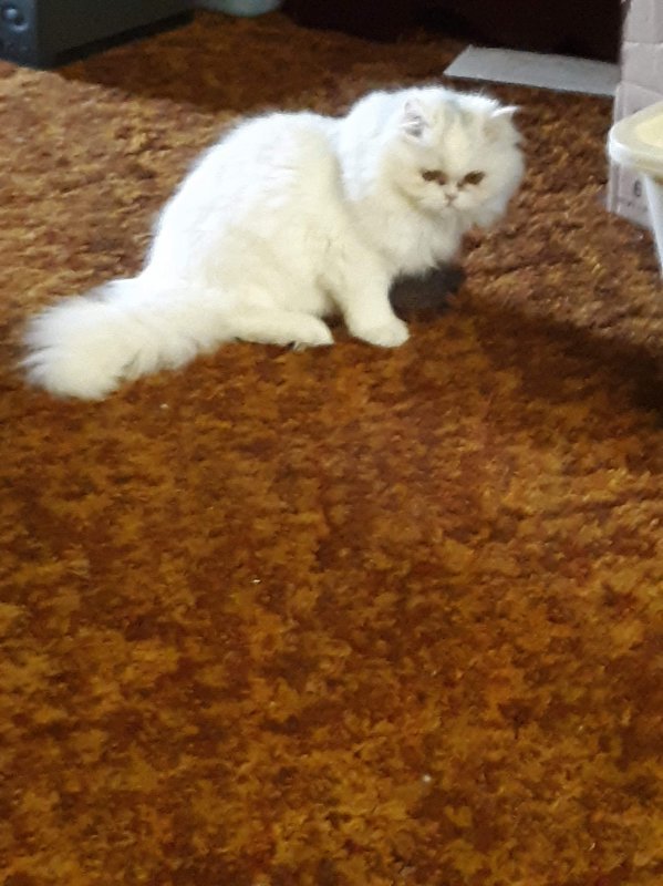 received_209276623704813.jpeg