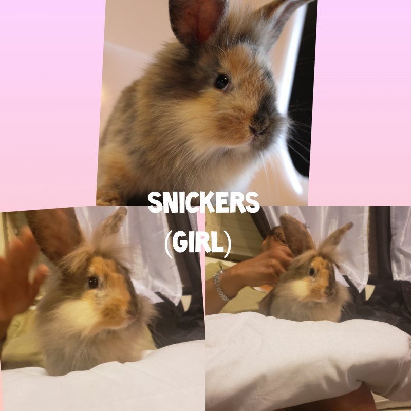 inCollage_20200409_205722531.jpg