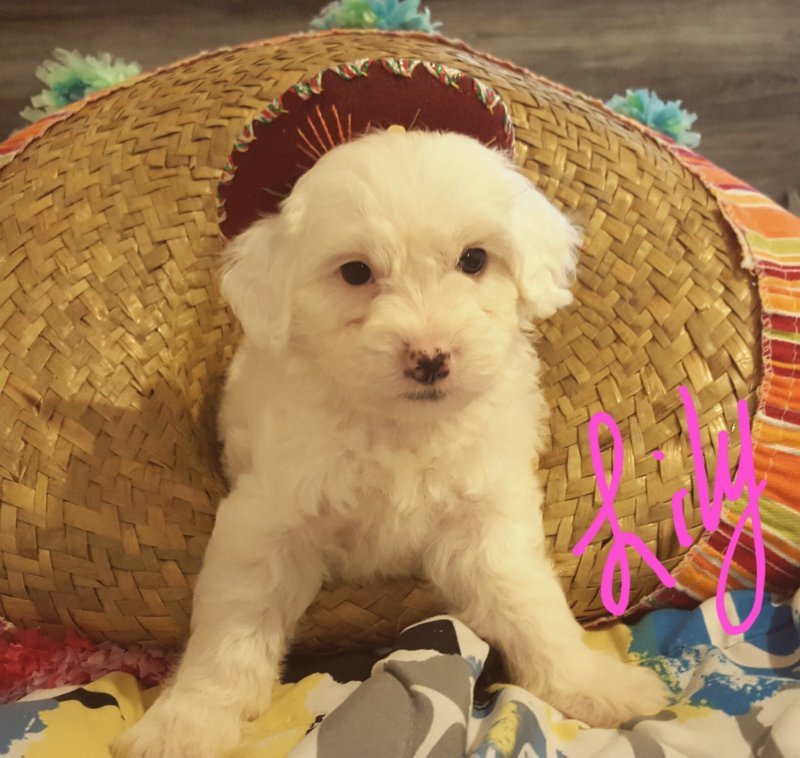 Maltipoo Puppy for Sale in San Antonio, Texas