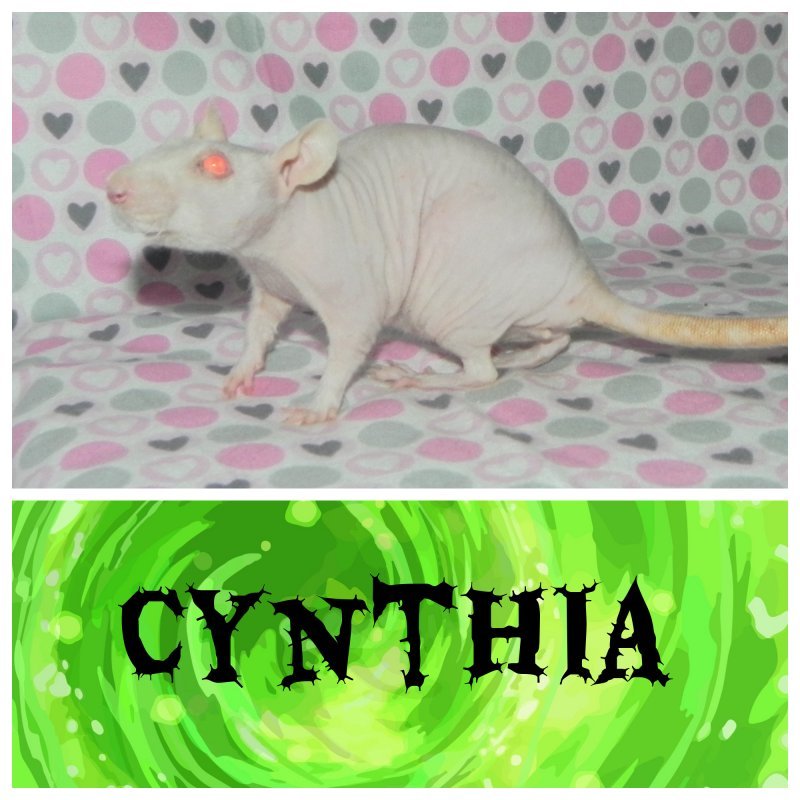 Cynthia310.jpg