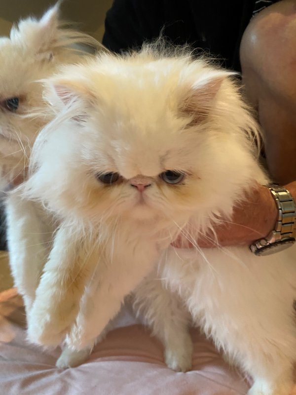 cat3rotate.jpg