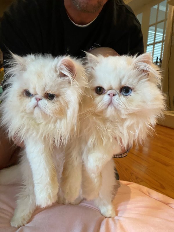 3 Persian Kittens for Sale Purebred No Papers